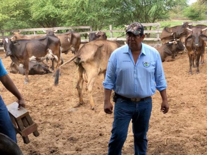 Aplicará el gobierno Apoyos para el Bienestar a Ganaderos