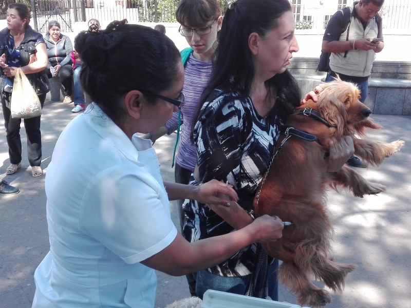 Aplicarán 2 mil 400 vacunas antirrábicas en Jacona