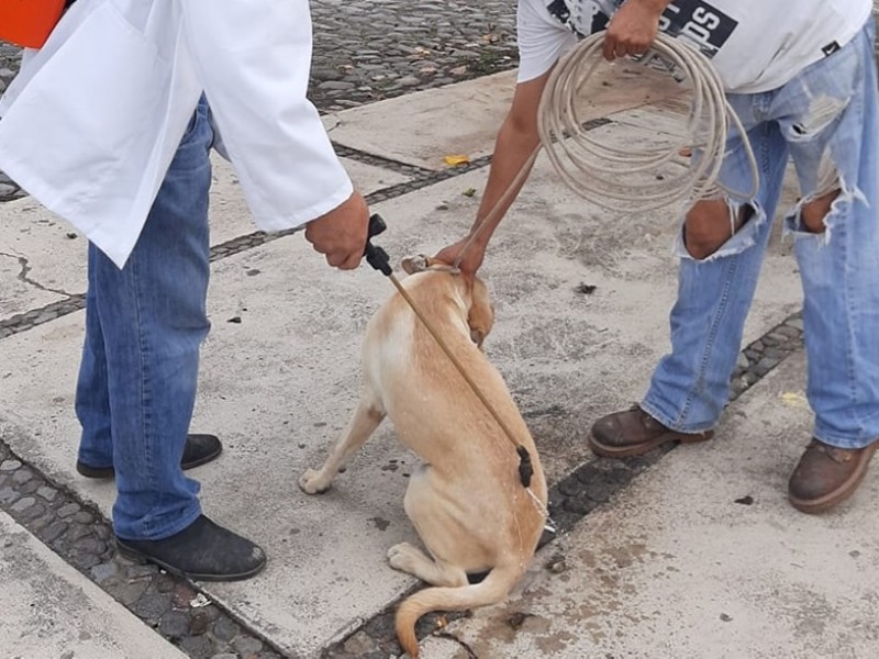 Aplicarán baño garrapaticida a mascotas de colonia Patria