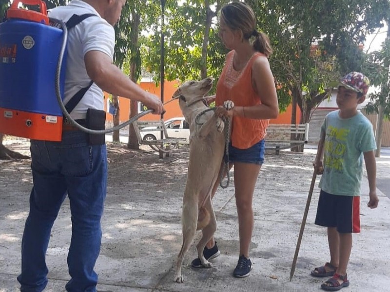 Aplicarán vacuna antirrábica en colonia Lindavista