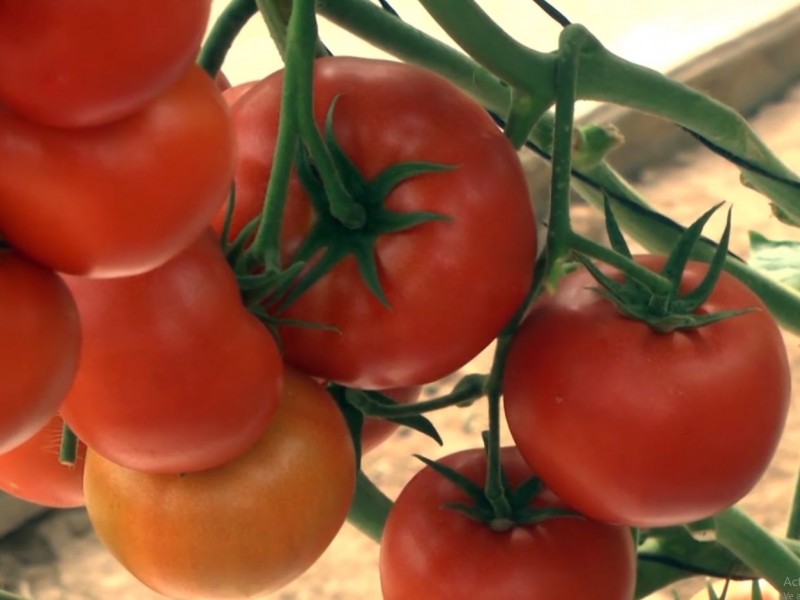 Aporta Sinaloa el tomate de talla internacional