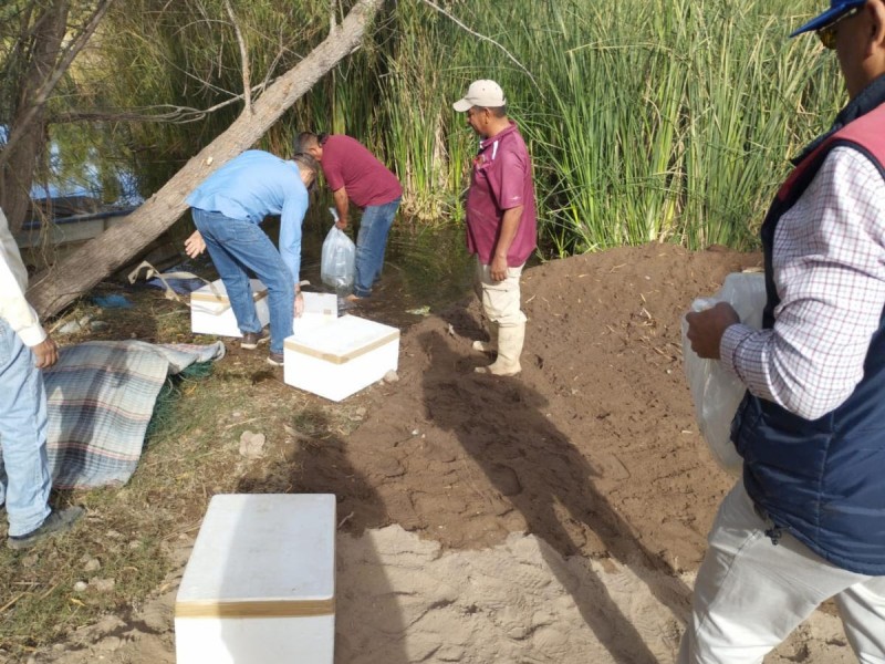 Apoya IAES en producción sustentable a Cooperativa Acuícola Yaqui