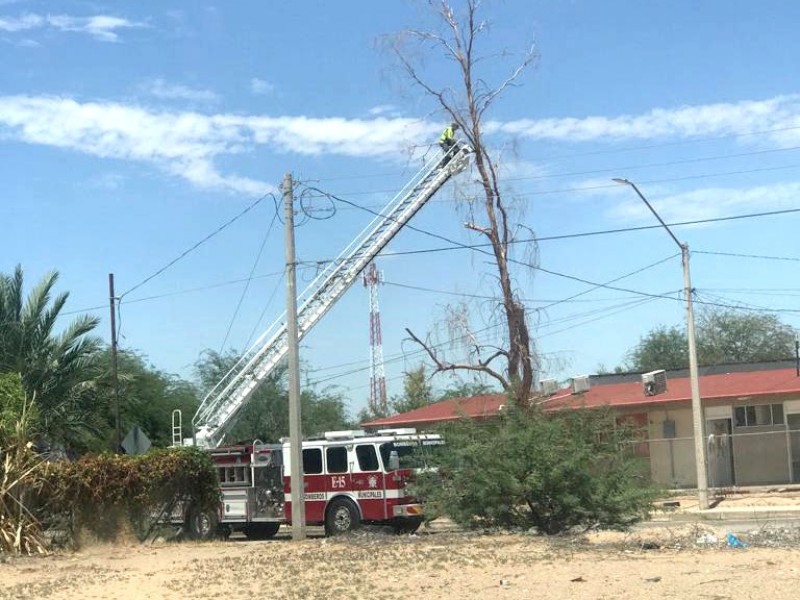 Apoya Obras Públicas en tala de árboles