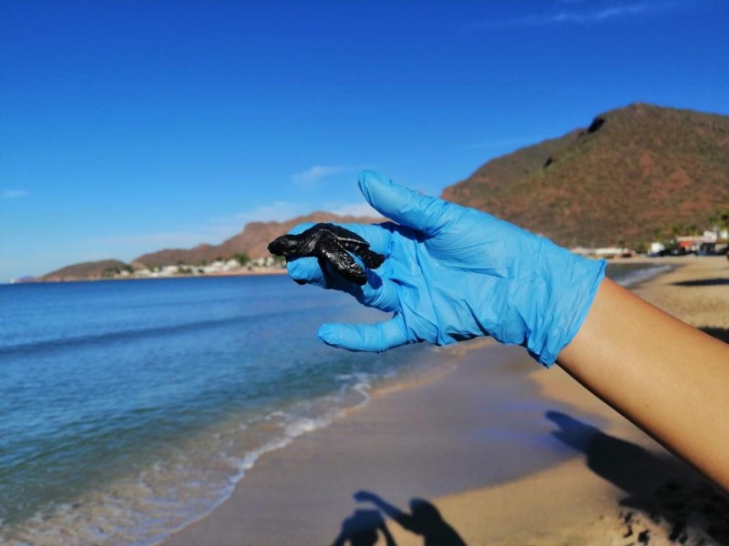Apoya SEMAR eclosiòn de 64 tortugas marinas