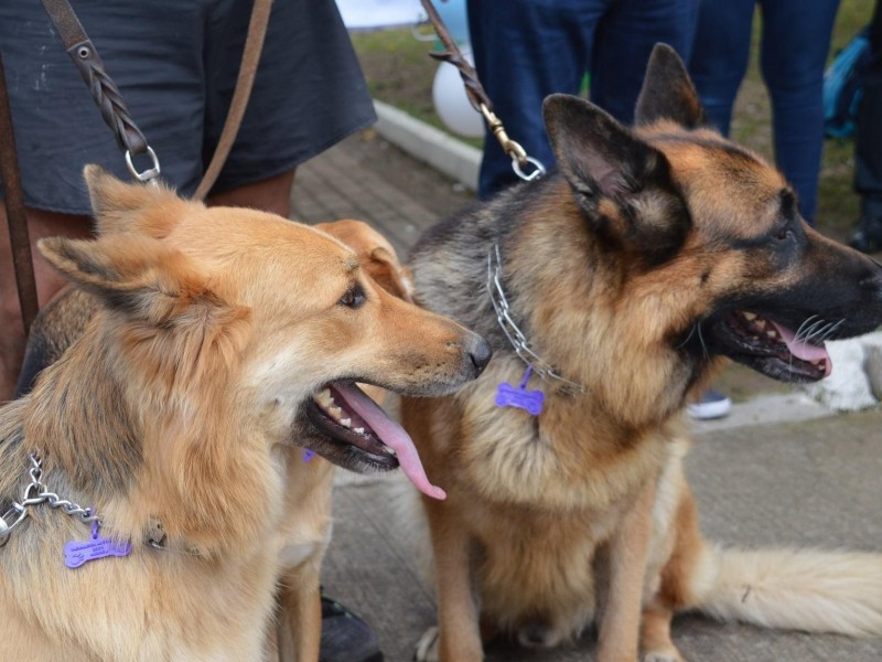 Apoya SMA mejor calidad de vida de mascotas