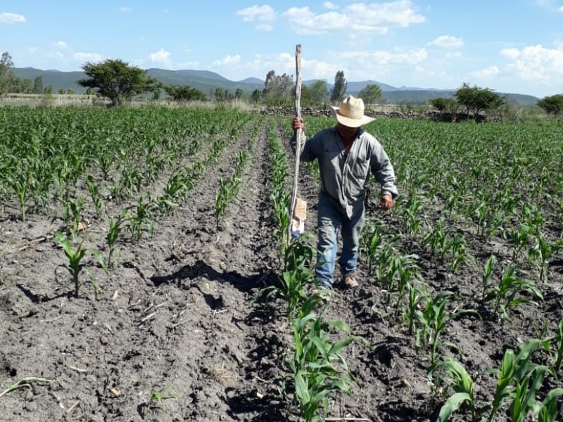 Apoyan a 30 Productores con liberación de Crisopas en Pedro