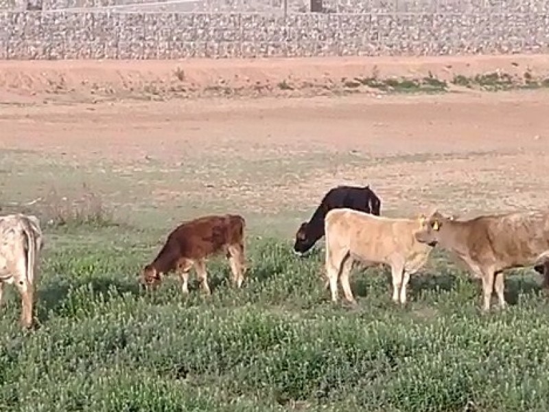 Apoyan a comunidades rurales en tema de agricultura y ganadería