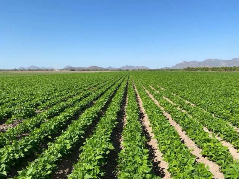 Apoyarán a jornaleros del campo desempleados con frijol