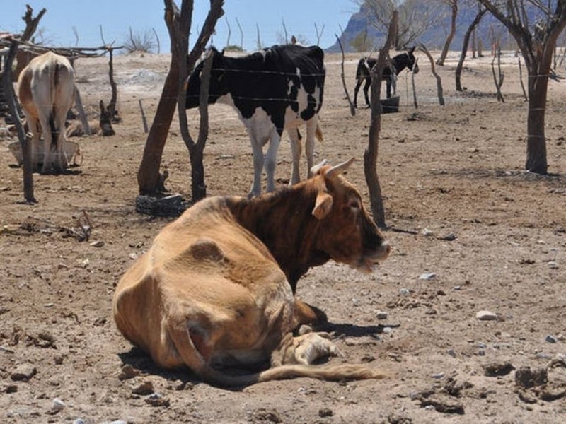 Apoyo al campo seguirá hasta que lleguen las lluvias