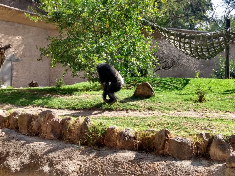 Apoyo extraordinario de Gobierno Municipal, mantiene vivo Zoológico de León