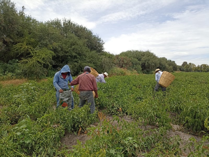 Apoyos bajos y sin asesoría: campo en crisis