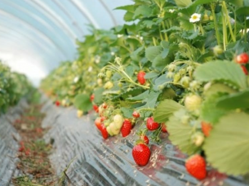 Apremiante apertura de Centro de Investigación Agrícola