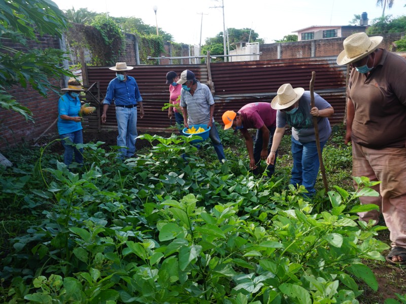 Aprovechan la cuarentena para crear huerto de traspatio en Espinal