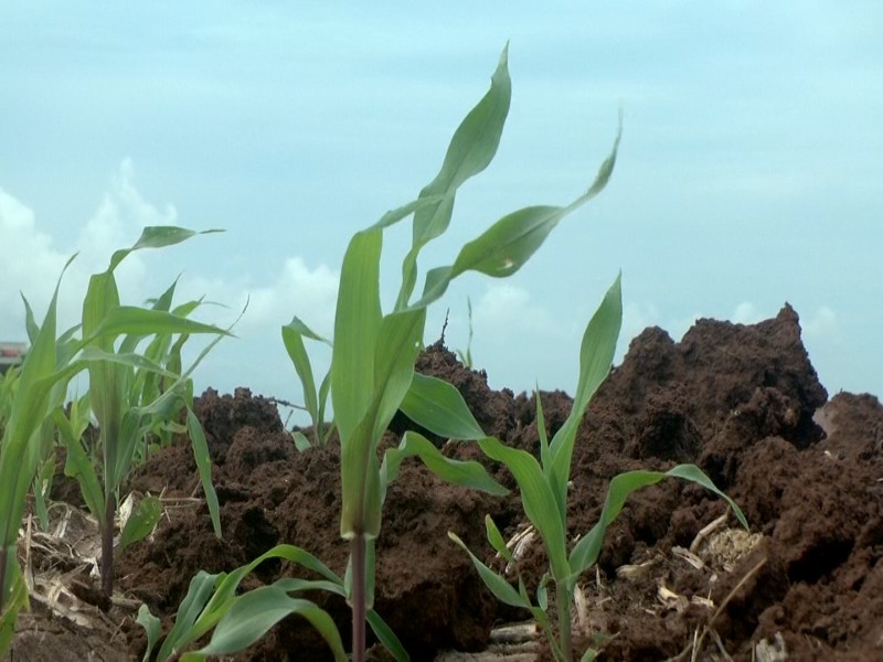 Aprueban ciclo agrícola Otoño-Invierno 2019-2020.