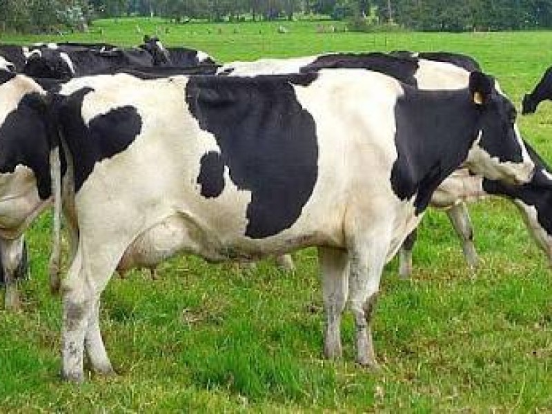 Aprueban ganaderos de La Yesca mejoramiento en producción bovina