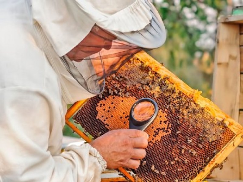 Aprueban Ley de Protección para las Abejas