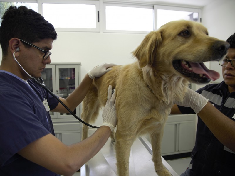 Aprueban reforma para promover clínicas veterinarias públicas en México