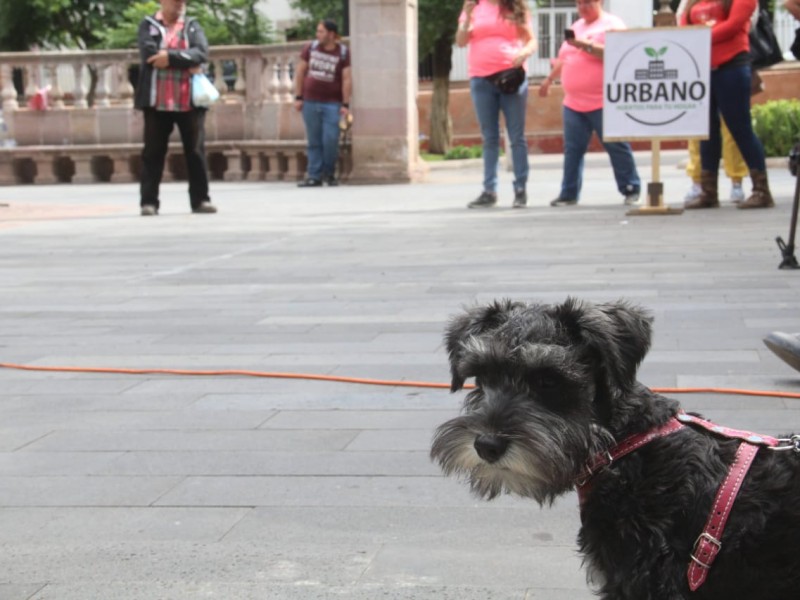 Aprueban reglamento de protección animal en la capital