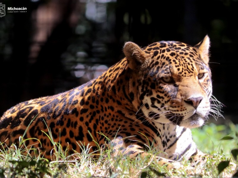 Apuesta Zoológico de Morelia por la preservación del jaguar