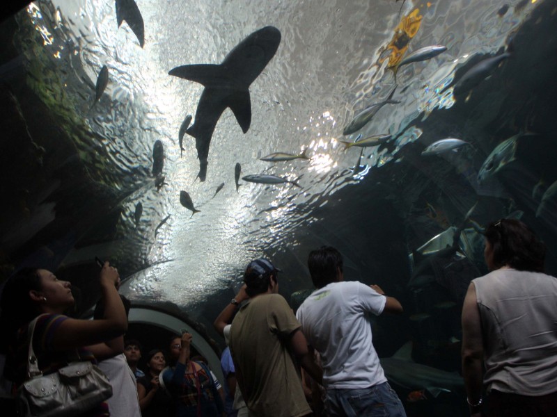 Aquarium de Veracruz impulsa colecta de víveres para el norte del estado