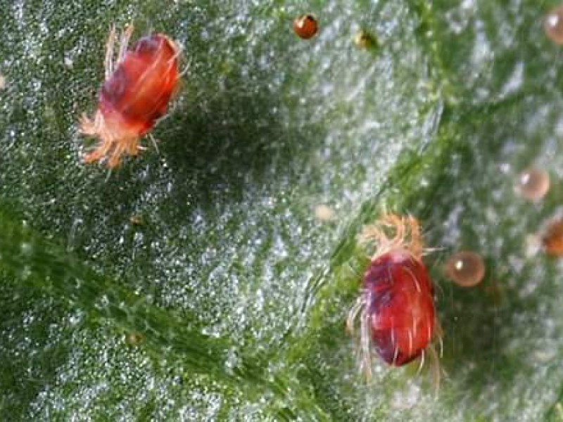 Araña roja daña cultivos de fresa en la región Zamora