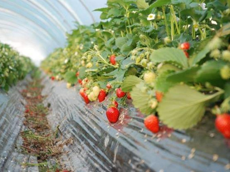 Araña roja y lluvias afectan producción de fresa