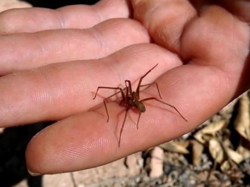 Araña violinista aun no llega a Durango