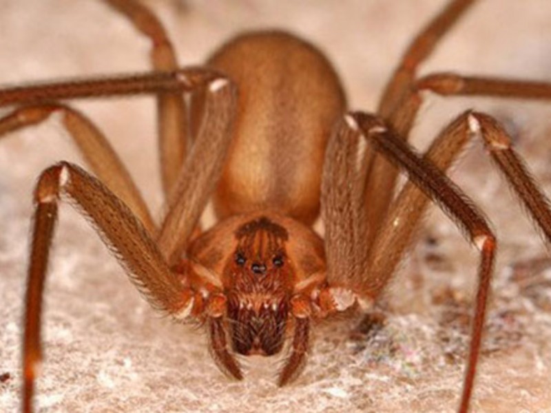 Araña violinista deja inconsciente a trabajador en Xalapa