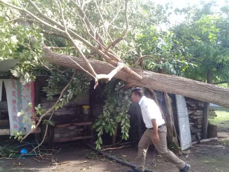 Árbol cae en vivienda de Mazatán