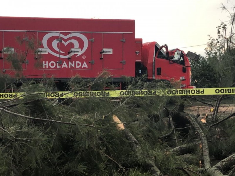 Árbol cae sobre camión y deja un muerto