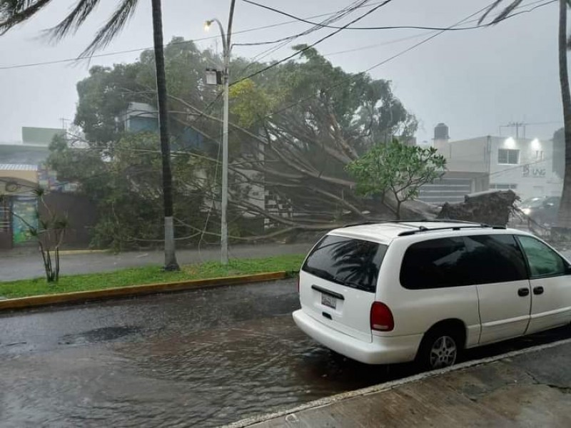 Árbol cae sobre pareja en el Parque Ecológico