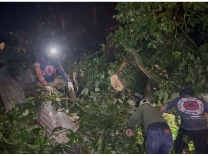 Árbol cae sobre vivienda en Jilotepec; mujer de 63 años resulta ilesa