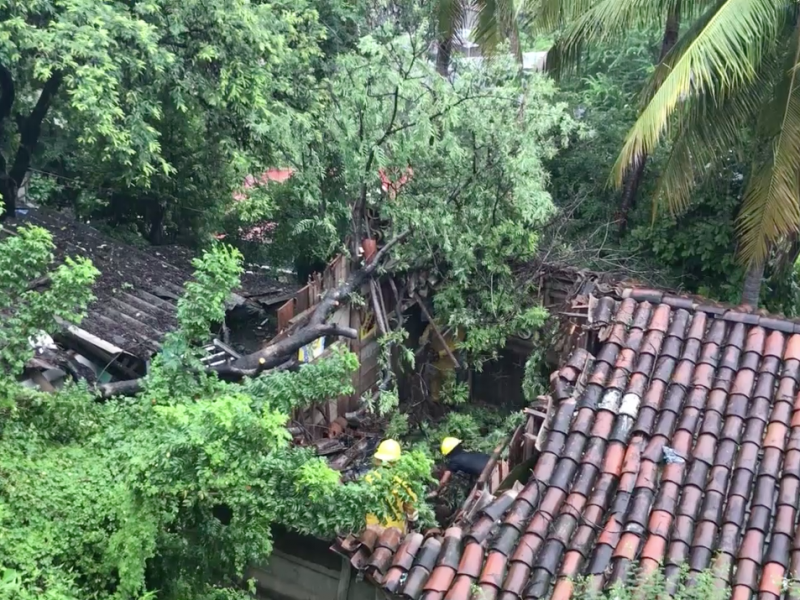 Árbol cae sobre vivienda, trasladan damnificados al DIF