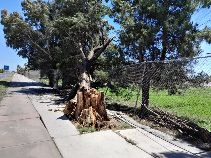 Árbol cayó por fuertes vientos