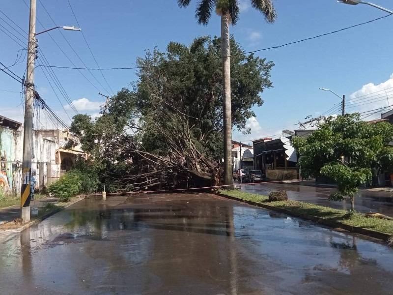 Árbol colapsa en ciudad del valle y paraliza tráfico en Tepic