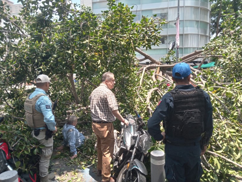 Arbol de 20 metros cae sobre personas en Polanco