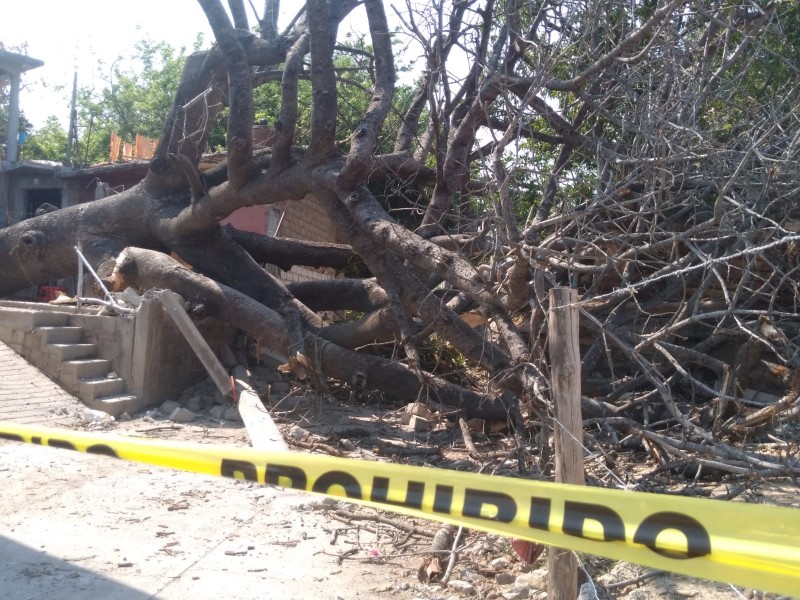 Árbol de Ceiba cae sobre barda en Juchitán