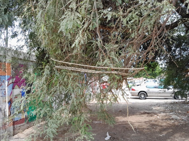 Árbol de mezquite está generando inseguridad y contaminación en Killian