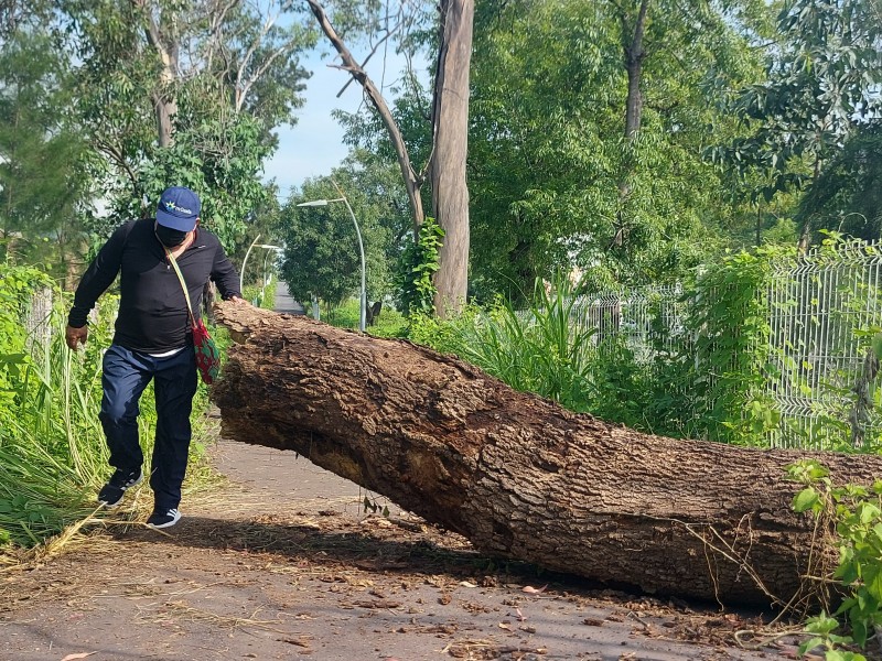 Árbol derribado obstruye libre tránsito en Parque Lineal denuncian ciudadanos