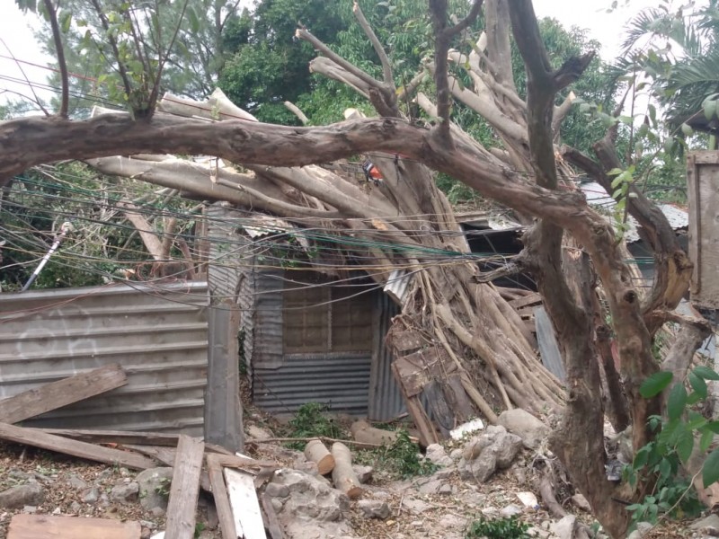 Árbol destruye vivienda en municipio de Veracruz