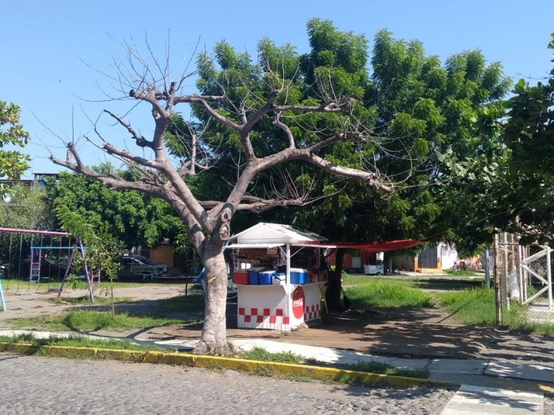 Árbol en riesgo de colapsar; temen por menores