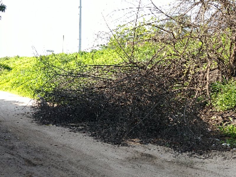 Árbol obstruye camino a río de San Jeronimíto