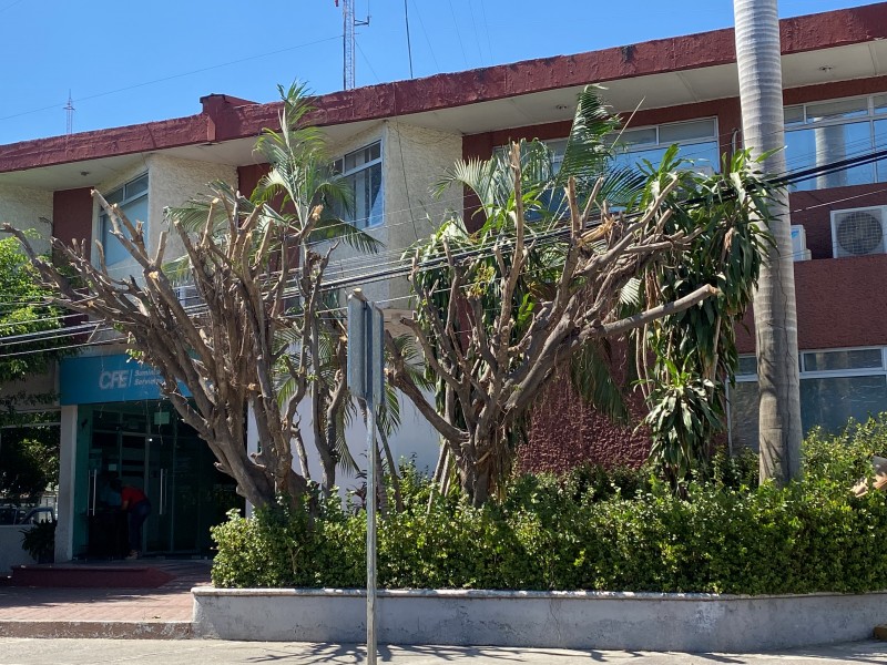 Árbol podado en CFE ocasiona inconformidad en habitantes