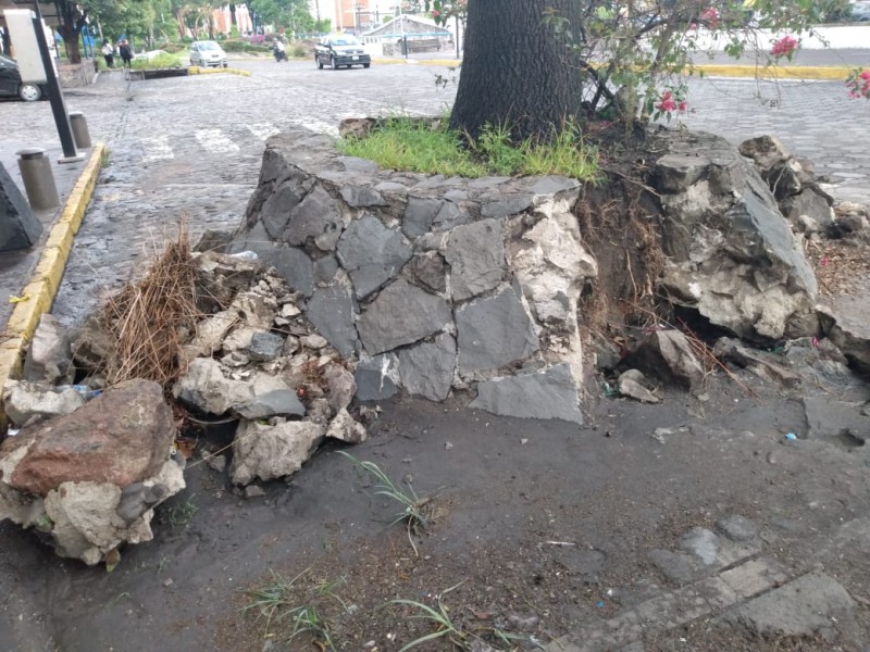 Árbol por caer, tras reparación de alcantarilla