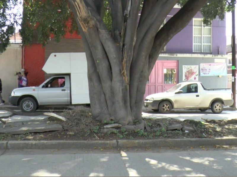 Árbol preocupa a vecinos de la calle Nicolás Calvo