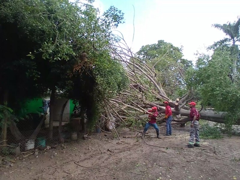 ¡Árbol reventó techos!, Maricruz pide apoyo para restablecer su hogar