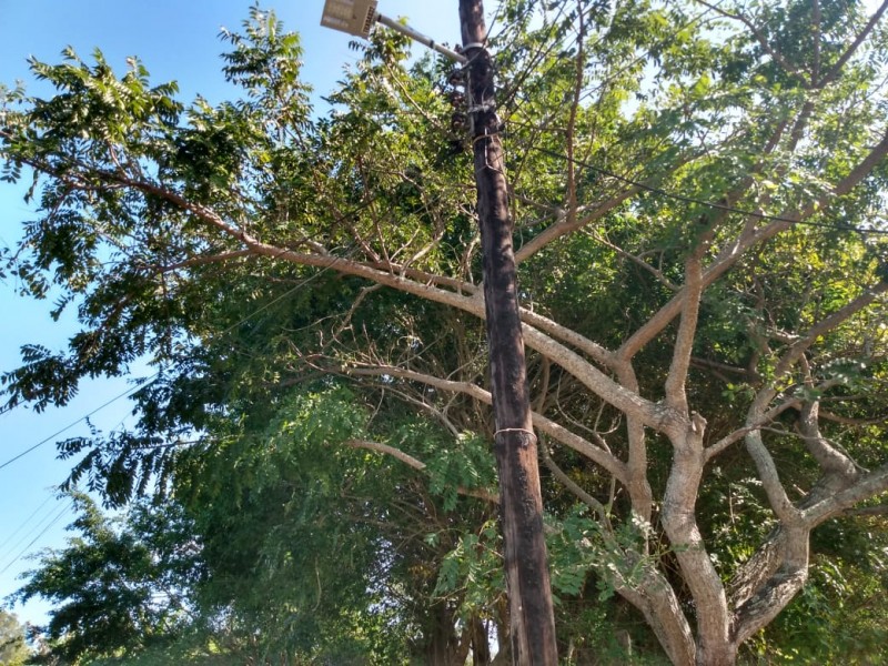 Árbol topa con cables de alta tensión; temen un accidente