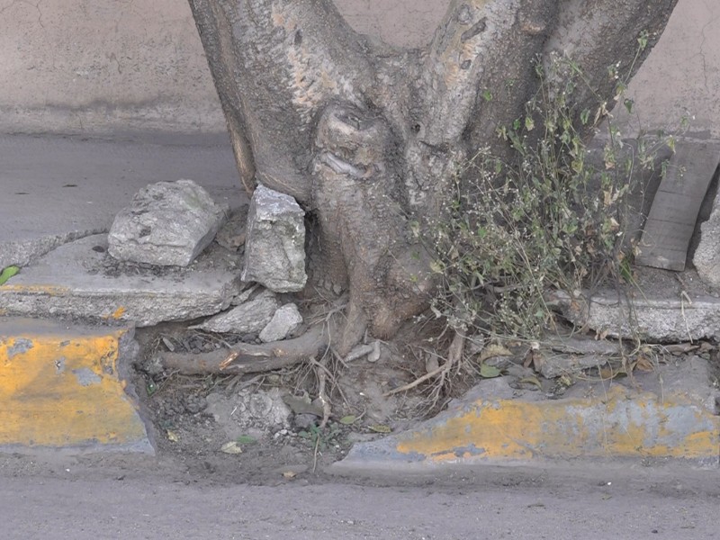 Arbolado descontrolado destruye banquetas en centro histórico de Durango