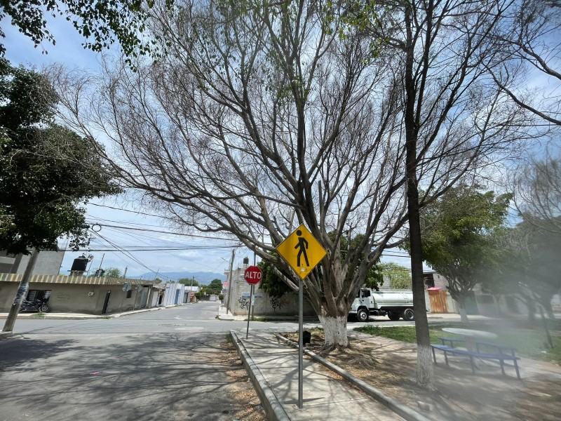 Árboles a punto de caer en el parque de Santiago Tula