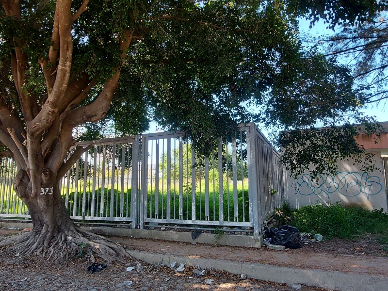 Árboles benjamina causan daños por toda la ciudad de Tepic